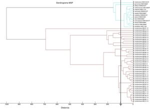 Dendrograma de MSP de los 40 aislamientos de B. contaminans (base RENAEM v2.0) y 14 MSP de especies del CBC de la base de datos comercial MALDI Biotyper® 3.0 (Bruker Daltonics). Valor de las puntuaciones en el nivel de distancia entre 0 (idéntico) y 1.000 (no relacionado).