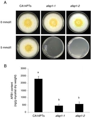 Defects of CA14PTs and Δafap1 mutants in response to different oxidative stress. (A) CA14PTs and Δafap1 mutants were separately incubated in YES medium under different oxidative-stress conditions for 5 days. (B) HPLC analyses of AFB1 concentration per unit of mycelial weight. Different letters indicate that there were statistically significant differences (p=0.05).