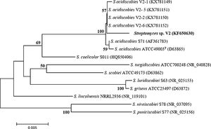 Maximum Likelihood tree of the 16S rRNA gene sequence of strain V2 and its closest relatives. The analysis was performed using the MEGA software (Version 7.0) under the Kimura-2-parameter, distance coefficient with 1000 bootstrap replications.