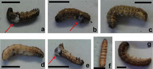 Symptoms shown by S. frugiperda larvae infected with SfGV ARG at different times post infection and with different doses: 17 dpi, 1 × 104 OB/ml (A); 12 dpi, 1 × 106 OB/ml (B); 21 dpi, 1 × 104 OB/ml (C); 14 dpi, 1 × 108 OB/ml (D); 14 dpi, 1 × 108 OB/ml (E); 28 dpi, 1 × 109 OB/ml (F); 14 dpi, uninfected control. dpi: days post infection. Black bar: 0.5cm. Red arrows indicate injuries in the last abdominal segments.