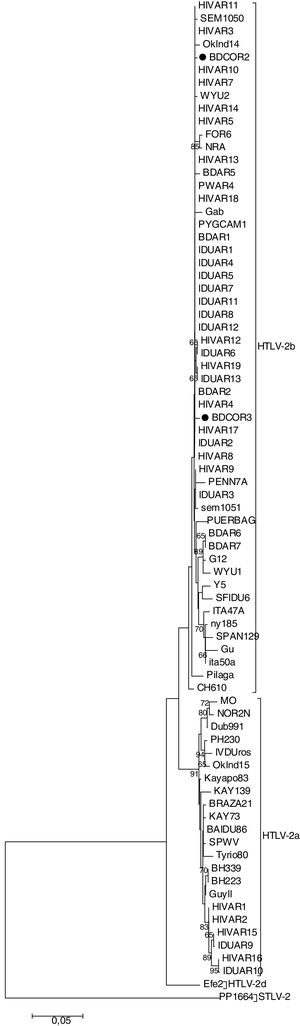 Árbol de maximum likelihood de 78 secuencias de un fragmento de 617pb del LTR del HTLV-2. Las secuencias correspondientes a las muestras analizadas se muestran con ●. La secuencia PP1664 se utilizó como outgroup. Los números en las ramas indican el valor de soporte de cada nodo. El origen geográfico de las secuencias de referencia incluidas en el análisis de arriba hacia abajo son los siguientes: HIVAR11 (Argentina), SEM1050 (EEUU), HIVAR3 (Argentina), Oklnd14 (EEUU), BDCOR2 (Argentina), HIVAR10 (Argentina), HIVAR7 (Argentina), WYU2 (Colombia), HIVAR14 (Argentina), HIVAR5 (Argentina), FOR6 (Argentina), NRA (EEUU), HIVAR13 (Argentina), BDAR5(Argentina), PWAR4 (Argentina), HIVAR18 (Argentina), Gab (Gabón), PYGCAM1 (Camerún), BDAR1(Argentina), IDUAR1 (Argentina), IDUAR4 (Argentina), IDUAR5 (Argentina), IDUAR7 (Argentina), IDUAR11 (Argentina), IDUAR8 (Argentina), IDUAR12 (Argentina), HIVAR12 (Argentina), IDUAR6 (Argentina), HIVAR19 (Argentina), IDUAR13 (Argentina), BDAR2 (Argentina), HIVAR4 (Argentina), BDCOR3 (Argentina), HIVAR17 (Argentina), IDUAR2 (Argentina), HIVAR8 (Argentina), HIVAR9 (Argentina), PENN7A (EE.UU.), IDUAR3 (Argentina), SEM1051 (EE.UU.), PUERBAG (EE.UU.), BDAR6 (Argentina), BDAR7 (Argentina), G12 (XXXX), WYU1 (Colombia), Y5 (Venezuela), SFIDU6 (EE.UU.), ITA47A (Italia), ny185 (EE.UU.), SPAN129 (España), Gu (Europa), ITA50A (Italia), Pilaga (Argentina), CH610 (Paraguay/Argentina), MO (EE.UU.), NOR2N (Europa), Dub991 (Irlanda), PH230 (Camerún), IVDUros (Argentina), Oklnd15 (EE.UU.), Kayapo83 (Brasil), Kay139 (Brasil), BRAZA21 (Brasil), Kay73 (Brasil), SPWV (Brasil), Tyrio80 (Brasil), BH339 (Brasil), BH223 (Brasil), Guyll (Guayana Francesa), HIVAR1 (Argentina), HIVAR2 (Argentina), HIVAR15 (Argentina), IDUAR9 (Argentina), HIVAR16 (Argentina), IDUAR10 (Argentina), Efe2 (Congo), PP1664 (simiana).