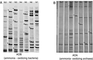 Correlation between ammonia-oxidizing microorganisms and environmental ...
