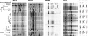 Dendrogram representing the genetic relationships among 27 L. monocytogenesstrains based on ApaI-PFGE profiles. Gel images of ERIC-PCR, EcoRI-ribotypes and AscI-PFGE patterns were included to allow direct visual comparison.