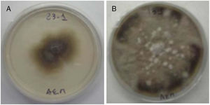 Morphology of DSE's colony grown in MEA plate. (A) Alternaria alternata. (B) Cochliobolus sp.