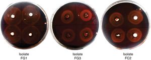 Cellulolytic activity of fungal isolates (qualitative analysis). Agar plate containing CMC as substrate and Congo red as indicator. The wells were filled with the supernatant of the selected strains and incubated at 30°C for 48h. A zone of clearance around the wells indicates cellulose degradation.