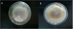 A. Macromorfología en agar papa dextrosa a 28°C anverso. B. Macromorfología en agar papa dextrosa a 28°C reverso.