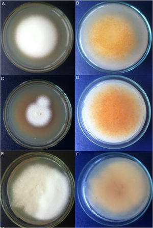 A y B) Cepa algodonosa. C y D) Cepa granular. E y F) Cepa mixta. Colonias en lactrimel, luego de 14 días de incubación en la oscuridad. Imagen A, C y E, anverso; B, D y F, reverso.