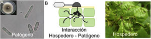 Interacción entre un hospedero vegetal y un patógeno. El ejemplo está basado en una enfermedad específica para América del Sur: la ramulosis del algodón, provocada por Colletotrichum gossypii var. cephalosporioides. A. Colonia y esporas de este patógeno. B. Representación esquemática de C. gossypii var. cephalosporioides invadiendo células de hojas de algodón. La imagen muestra la espora germinada, la formación del apresorio en la superficie de la planta y la formación de hifas multilobuladas (en la primera célula infectada) e hifas secundarias (en las células que rodean la célula donde se inició el proceso infectivo). C. Lesiones tipo estrella en las hojas de algodón provocadas por el patógeno. Las lesiones tipo estrella son el resultado de la necrosis intensa que sufre el punto central donde la infección comenzó. Este es el primer síntoma de ramulosis, que continúa con la colonización de los meristemas de la planta y su necrosis, lo que lleva al enanismo y la pérdida total de la cosecha.