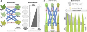 Representación esquemática de los conceptos de resistencia vertical y horizontal. A) Gota o tizón tardío de la papa. El diagrama de resistencia vertical muestra la interacción entre diferenciales de papa (Solanum tuberosum) que contienen genes R y razas fisiológicas de Phytophthora infestans. Actualmente, existen diferenciales de papa transgénicos que contienen un solo gen de resistencia y mantienen el mismo genotipo de papa60, haciendo que el esquema descrito sean una aproximación realista del fenómeno experimental observable. Para cada diferencial existe una población del patógeno que es portador del gen de avirulencia respectivo (Avr) que facilita la detección del patógeno por la planta y el desarrollo de la respuesta hipersensible. Las patógenos no portadores del gen Avr respectivo pueden infectar la planta de manera exitosa. Las razas del patógeno son designadas en función de los diferenciales que pueda infectar (y, en consecuencia, los genes Avr portados). B) Roya foliar del trigo. La resistencia vertical descrita muestra la interacción entre los diferenciales de trigo que portan los genes Lr12, Lr13 y Lr22 y las razas fisiológicas del hongo causante de la roya de la hoja (Puccinia triticina). A diferencia del ejemplo del tizón tardío, las razas son designadas en función de los diferenciales de trigo que pueden ser infectados. Hasta el momento ningún gen Avr ha sido identificado, pero los estudios genéticos apoyan una interacción entre patógeno y hospedero siguiendo el modelo gen por gen de Flor16. En la interacción descrita, la resistencia es observada como pecas necróticas con nula o escasa producción de uredinios que indican reacción hipersensible. El desarrollo de la enfermedad (hospedero susceptible es visualizado como la presencia de uredinios sin evidencia de clorosis. Además de la respuesta hipersensible, la resistencia puede observarse como no desarrollo de lesión alguna y en este caso se denomina inmunidad. En el caso de la resistencia horizontal, la representación ilustra la interacción mediada por los genes Lr34, Lr46 y Lr67. Estos genes controlan una respuesta de la planta que retarda el desarrollo del patógeno, reduciendo la velocidad de aparición de las pústulas de la roya, lo que resulta en un menor número de lesiones. La resistencia mediada por estos genes no solo es efectiva contra P. triticina sino contra otras 2 especies de patógenos causantes de roya (Pucciniastriiformis f. sp. tritici y Puccinia graminis f. sp. tritici) y contra el mildiu del trigo (Blumeria graminis f. sp. tritici). Los genes de resistencia vertical y horizontal descritos en el caso de la roya solo se expresan durante la adultez de la planta. Para la resistencia horizontal, en los 2 ejemplos usados, la población del patógeno no está dividida en razas porque no existen interacciones específicas entre el patógeno y las variedades de la planta. Las variedades del hospedero, en cambio, exhiben diferentes respuestas al patógeno que resultan en diferentes niveles de enfermedad. En el caso de la resistencia vertical, solo existen 2 opciones: ausencia o presencia de la enfermedad.