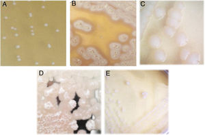 Colony morphology of lactic acid bacteria isolated from tepache. (A) Strain AB-1, (B) strain AB-2, (C) strain AB-3, (D) strain AB-4 and (E) strain AB-5.