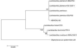 Phylogenetic tree showing the interrelationship of Lactobacillus pentosus ABHEAU-05 with closely related species of Lactobacillus and other related genera.
