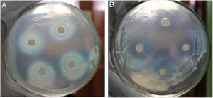 Actividad inhibitoria de B. vietnamiensis TUR04-03 (A) y B. aryabhattai AMH12-02 (B) contra B. glumae THT en medio TSA incubado a 30°C por 72horas.