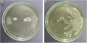 Diferentes niveles de swimming en B. glumae TUG07-09 (A) y B. glumae TUG07-11 (B) creciendo en LB suplementado con 0,5% agar.