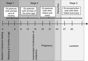Production management within the dairy herd. The different stages that the animals go through in a production cycle are shown, from birth to 3 years of age.
