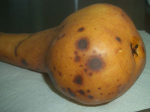 External symptoms of Cladosporium rot on Bosc pears.