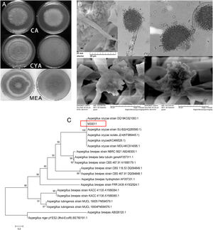 Identification of M30011 strain. (A) The growth morphology of M30011 on the CA, CYA and MEA medium. (B) Morphological characteristics of M30011 under microscope and electron microscope. (C) The phylogenetic tree of M30011 was constructed using near-full length 18S rRNA sequences by the neighbor-joining (NJ) and performed with 1000 replicate bootstrap resampling to form the overall consensus tree.