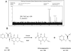 Analysis of the production of OTA treated with A. oryzae. (A) Analysis of molecular formula of compound 1 by High-resolution FT-ICR-MS map. (B) The products of OTA degraded by A. oryzae in hydrolysis processing of carboxyl peptide bond.