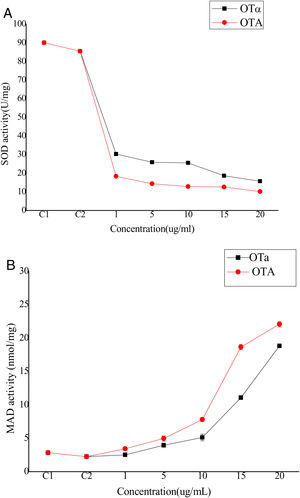 The activity of (A) SOD in BHK-21 cells and the content of (B) MDA in medium with OTA and OTα treated (n=10). C1 stand for normal control means BHK-21 cells without any treatment. C2 stand for BHK-21 cells treat with Methanol solvent, Data are given as mean±SD.