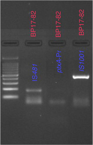 Amplification of IS481 and IS1001 to confirm the co-infection of Bordetella pertussis and Bordetella parapertussis (BP17-82). PCR products were analyzed in a 2% agarose gel by electrophoresis.