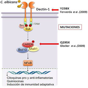 Vía de señalización de la Dectina-1. El reconocimiento de β-1,3-glucanos en la pared de C. albicans por el receptor Dectina-1 induce la activación de diversas cascadas de señalización. La formación del complejo CARD9-Bcl10MALT1 corresponde a la vía de activación canónica más importante, la cual es dependiente de Syk. Este complejo media la activación del factor de transcripción NFκB y la consecuente expresión génica. Se señalan las primeras mutaciones descriptas en humanos para la Dectina-1 y CARD914,17.Adaptada de Brown et al.9.