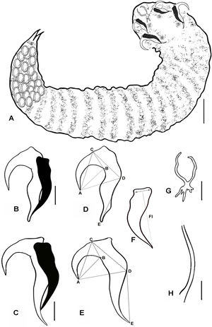 (A - H). Line diagrams showing: A Paratype female of R. aegypti with annuli, there are lobes and hooks in the area of cephalothorax, bar 50μm. B. Anterior hook with supporting fulcrum; C. Posterior hook with supporting fulcrum, bar 10μm. D, E, F. Hook measurement conventions. Anterior (D) and posterior (E) hooks and fulcrum (F) of an adult female, AC, Blade length; AD, Hook length; BC, Base length; CD, Plateau length; AB, Hook gape; DE Hook rest length; Fl, fulcrum length, measured from mid–point between anterior most lateral projections and posterior end, bar 10μm. G. Buccal cadre, bar 10μm. H. Copulatory spicule, bar 10μm.