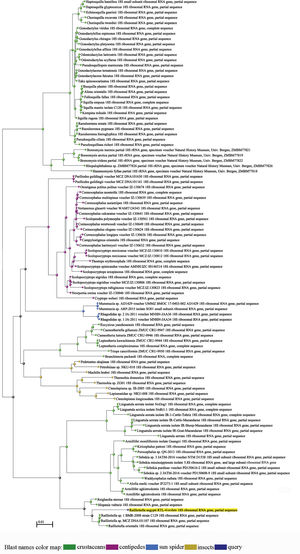 A rectangular tree drawn through the BLAST analysis. The terminal nodes are labeled by blast name to highlight taxonomic trends. The R. aegypti query sequence clusters with the arthropod sequences generated from the database sequences obtained from BLAST. The different blast names in the map distinguished by colors for crustaceans, centipedes, sun spider, insects and the query sequences.
