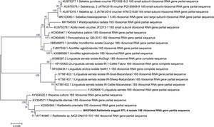 Molecular phylogenetic analysis by the Maximum Likelihood method: The evolutionary history was inferred by using the Maximum Likelihood method based on the Tamura 3-parameter model. The percentage of trees in which the associated taxa clustered together is shown next to the branches. Initial tree (s) for the heuristic search was/were obtained automatically by applying the Neighbor-Joining and BioNJ algorithms to a matrix of pairwise distances estimated using the Maximum Composite Likelihood (MCL) approach. The tree is drawn to scale, with branch lengths measured in the number of substitutions per site. The analysis involved 23 nucleotide sequences. There were a total of 1396 positions in the final dataset. Evolutionary analyses were conducted in MEGA7.