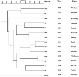 Dendrogram based on the different copy numbers of the tandem repeats of the 25 alleles found in the 15 strains studied by MLVA. The Euclidean similarity measure was used for the construction of the phylogenetic tree.