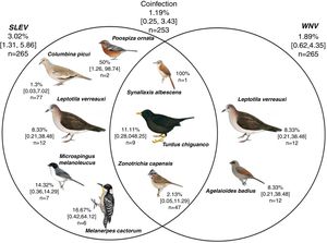 Exposure of the avian community to the viruses St. Louis encephalitis and West Nile in the Province of La Rioja, Argentina. Numbers represent infection prevalence (%), confidence intervals [], and number of sampled individuals (n). Analyzed birds (n: La Rioja – n: Chilecito): Leptotila verreauxi (1–11), Columbina picui (59–20), Colaptes melanochloros (0–1), Melanerpes cactarum (1–5), Rhinocrypta lanceolata (0–1), Pseudoseisura lophotes (2–3), Furnarius rufus (0–3), Leptasthenura fuliginiceps (0–1), L. platensis (0–1), Coryphistera alaudina (1–0), Cranioleuca pyrrhophia (0,2), Synallaxis albescens (2–0), S. frontalis (2–0), Tarphonomus certhioides (0–3), Asthenes baeri (1–0), A. dorbignyi (0–1), Phytotoma rutila (0–5), Troglodytes aedon (1–3), Elaenia sp. (1–0), Knipolegus aterrimus (1–0), Stigmatura budytoides (2–2), Serpophaga subscristata (0–1), Geothlypis aequinoctialis (1–0), Turdus amaurochalinus (0–5), T. chiguanco (2–7), Saltator multicolor (11–0), S. aurantiirostris (0–4), Coryphospingus cucullatus (1–0), Catamenias analis (1–1), Lophospingus pusillus (5,0), Piranga flava (0,3), Pipraeidea bonariensis (1–16), Poospiza ornata (2–0), Microspingus melanoleuca (1–7), M. pectoralis (1–0), Sporophila caerulescens (2–0), Zonotrichia capensis (21–30), Icterus pyrrhopterus (0,1), Agelaioides badius (9–3). *The birds’ scientific name follows Remsen et al.35 recommendations, and the images belong to del Hoyo et al.10