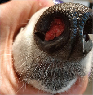 Lesión ocupante en más, vegetante, no sangrante en orificio nasal derecho del canino en estudio.