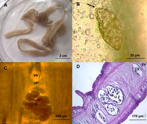 Morphological examination of the adult parasite recovered from the domestic cat's vomit. (A) Adult parasite of Spirometra erinaceieuropaei. (B) Egg of Spirometra erinaceieuropaei. The arrow indicates the operculum of the egg. (C) Mature mounted proglottid showing the uterus (U), uterine pore (UP) and vagina (VA) (40×). (D) Longitudinal section of a gravid proglottid showing the cirrus sac (CS), seminal vesicle (SV) and uterus (U) (hematoxylin–eosin stain). Scale bars are indicated in the corresponding panels.