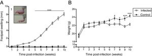 Clinical features induced by L. (L.) amazonensis infection. Footpad swelling (A) and weight (B) were measured weekly for 10 weeks. Each point represents average thickness of the footpad (A) and weight (B) after infection. These parameters were measured in all females from both groups (n=12 from the control and n=27 from the infected group). Photograph of RFP (1). *p<0.05; **p<0.01p<0.001 by two-way ANOVA.
