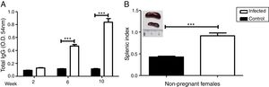 Increase in antibody response and splenic index due to L. (L.) amazonensis infection in pre-mating females. Antibody response to infection was measured three times after infection (A). Splenic index and spleen image of both groups were evaluated 10 weeks after infection (B). These parameters were measured in non-pregnant females (n=4 control and n=8 infected mice). Values represent mean±SEM of optic density values (O.D.) (A) and of splenic index (B). ***p<0.001 by t-test.