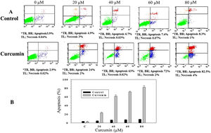 Curcumin triggers apoptosis in L. major promastigotes. Promastigotes were either shamtreated or challenged at the indicated concentrations of curcumin for 48h and then cell death was analyzed using the Annexin V/PI flow cytometry assay. (A) Charts indicating the proportion of apoptotic and necrotic cells. (B) Histogram showing the proportions of apoptotic cells. The difference in apoptosis between curcumin-treated (different doses) and non-treated promastigotes was highly significant (p<0.001). *TR, top right; BR, bottom right; TL, top left.