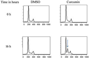 Curcumin inhibits the proliferation of L. major promastigotes by delaying cell cycle at S phase. Cells were either sham-treated or challenged with Curcumin (80μM) for different time intervals. The cell cycle status was analyzed by flow cytometry. The arrow indicates the accumulated cells at S phase. The curves show the proportions of cells in various phases of the cell cycle as indicated.