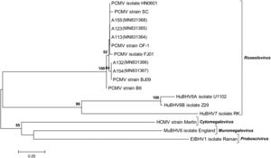 Phylogenetic position of the viral sequences obtained in this work. DPOL gene sequences from representative members of the subfamily Betaherpesvirinae (genera Roseolovirus, Cytomegalovirus, Muromegalovirus and Proboscivirus) were retrieved from GenBank and RefSeq. PCMV (Suid betaherpesvirus 2/porcine cytomegalovirus): isolate FJ01 (MG696113.1), isolate HN0601 (HQ686081.1), strain B6 (AF268039.2), strain BJ09 (NC_022233.1), strain OF-1 (AF268041.2), strain SC (HQ113116.1). Novel sequences generated in this study: A113 (MN831364), A123 (MN831365), A132 (MN831366), A154 (MN831367), A155 (MN831368). ElBHV1 (Elephantid betaherpesvirus 1, NC_020474.2); HCMV (Human betaherpesvirus 5/human cytomegalovirus, NC_006273.2); HuBHV6A (Human betaherpesvirus 6A, NC_001664.4); HuBHV6B (Human betaherpesvirus 6B, NC_000898.1); HuBHV7 (Human betaherpesvirus 7, NC_001716.2); MuBHV8 (Murid betaherpesvirus 8, NC_019559.1). The evolutionary tree was constructed using the Neighbor-Joining method. The percentage of replicate trees in which the associated taxa clustered together in the bootstrap test (1000 replicates) is shown above the branches (values>50%). The evolutionary distances were calculated using the Kimura 2-parameter model. There was a total of 173 positions in the final dataset.