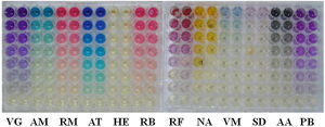 Microplacas con concentraciones decrecientes de los colorantes ensayados: violeta de genciana (VG), azul de metileno (AM), rojo de metilo (RM), azul de toluidina (AT), heliantina (HE), rosa de bengala (RB), rojo fenol (RF), naranja de acridina (NA), verde de malaquita (VM), sangre de dragón (SD), azul de anilina (AA) y púrpura de bromocresol (PB).