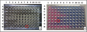 a) Microplaca con voriconazol, método EUCAST. Fila H, columna 8, punto de lectura de CIM 0,06mg/l. b) Microplaca SYO. Fila F contiene voriconazol; en la columna 4, punto de lectura de CIM 0,06mg/l.