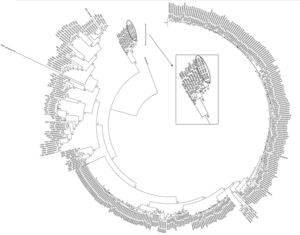 Dendrogram based on Maximum Likelihood estimation conducted using MEGA 5.05 for Achromobacter spp. concatenated housekeeping genes.