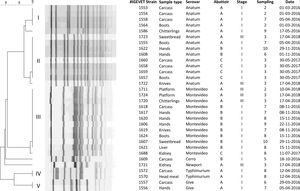 XbaI-PFGE dendrogram, strain number, sample type, serovar, abattoir, stage, sampling and sampling date of Salmonella enterica strain isolates (n=32) from three Argentine abattoirs.