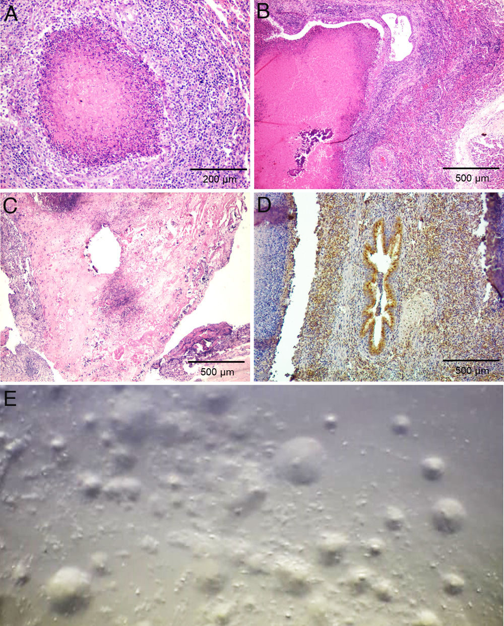 Mycoplasma bovis-pneumonia and polyarthritis in feedlot calves in ...