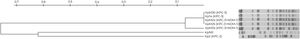 Clonal relationship of carbapenemase-producing K. pneumoniae ST307 isolates. Footnote: KpNR corresponds to a non-related KPC-2 producing isolate.