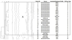 Pulsed-field gel electrophoresis (PFGE) patterns and dendrogram of the SmaI-digested genomic DNA obtained from 27 OS-MRSA strains, showing source and associated resistance profile. Band patterns were analyzed by the unweighted pair group method with arithmetic average (UPGMA) using BioNumerics v.7.1. Dashed line indicates 80%; main box indicates PG A with ≥80% similarity. iMLSB, inducible resistance to macrolides, lincosamides and type B streptogramin; GN, resistance to gentamicin.
