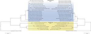 Phylogenetic trees constructed by BI (on the left) and ML (on the right) methods based on 20 sequences of a partial region of the cob gene under the substitution model HKY+G+I Sequences are identified by taxon name and locality of origin (when this data was available) and GenBank Acc. Nos. Sequences obtained in the present study are in bold. Nodal support (>50%) is indicated above internodes.