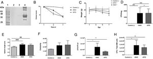 rSAO causes systemic infection in C57BL/6 mice. (A) Ova expression by transformed S. Albany; Lane 1: molecular weight marker, Lane 2: crude extract S. Albany WT, Lane 3: crude extract rSAO, Lane 4: positive control Ova protein fraction V. (B) Clinical findings in mice orally infected with 1×106 CFU rSAO, 1×105 rSTO and uninfected mice. (C) Weight loss observed in infected and uninfected mice at 1, 3, 5, and 7 days pi. (D) CFU per milligram of feces collected 6h pi. (E) Increase in spleen size measured in cm 7 days pi. (F) Increase in cellularity observed in infected mice spleens 7 days pi. (G) CFU per million cells in infected mice spleens at 7 days pi. (H) CFU in total bone marrow cells at 7d pi. (*) Indicates statistical significance at p≤0.05 using Student
