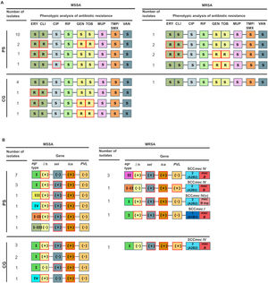 Schematic representation of antibiotic resistance profiles (A) and virulence genes (B) present in MRSA and MSSA isolated strains. (A) The phenotypic analysis of antibiotic resistance was carried out for MRSA and MSSA strains for each group; R and S represents resistant and susceptible, respectively. (B) The presence or absence of each feature are depicted by (+) and (−), respectively for each group. The agr type, δ-hemolysin activity, the presence of ica, sei and PVL genes and SCCmec type (for MRSA strains) are indicated.