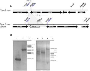 (A) Scheme of a typical SCCmec type IV class B element and a tnp20 insertion variant. HindIII and XbaI restriction sites and primer hybridization sites are depicted. (B) Agarose gel of the mecB PCR product. Left gel, lane 1, mecB cassette; lane 2, mecB::tnp20 variant; lane 3, λ/BstEII molecular weight marker. The gel on the right shows the amplicon digestion with XbaI (lane 4), HindIII (lane 5) or undigested (lane 6); lane 7, 100bp molecular weight ladder.