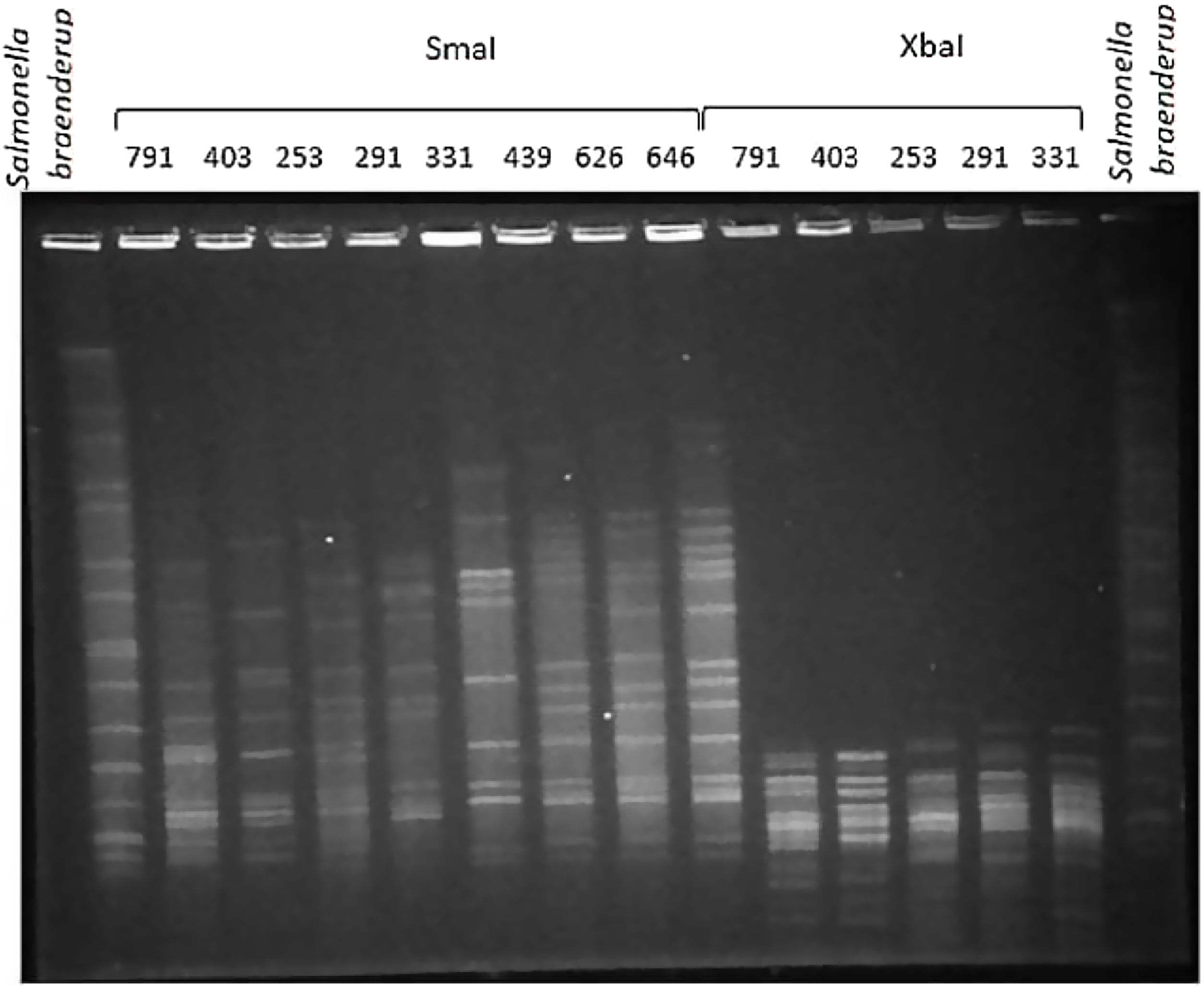 Study of the genetic diversity of Moraxella spp. isolates obtained from ...