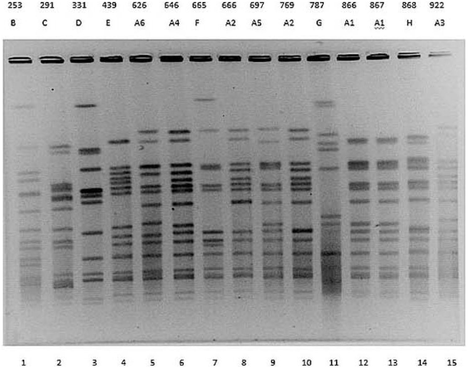 Study Of The Genetic Diversity Of Moraxella Spp Isolates Obtained From study-of-the-genetic-diversity-of-moraxella-spp-isolates-obtained-from