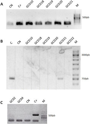 Detection of Clostridioides-associated genes. (A) Determination of rrn amplicons specific for genus Clostridioides. Positive control (C+): C. difficile ALCD3; negative control (CN): water. (B) Determination of Tox- amplicons to determine the presence of the PaLoc island. Positive control (C): C. difficile ATCC 43593 (non-toxigenic strain); negative control (CN): water. (C) Detection of binary toxin cdtB gene. Positive control (C+): C. difficile ALCD3; negative control (CN): water. M: molecular weight size marker.